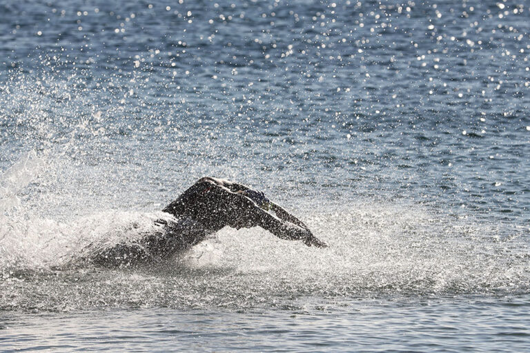 Setúbal Open Water Race