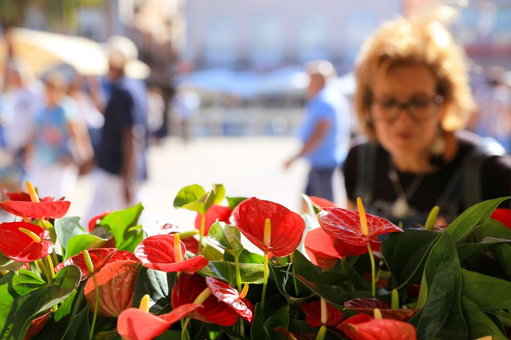 Festa da Flor - inauguração
