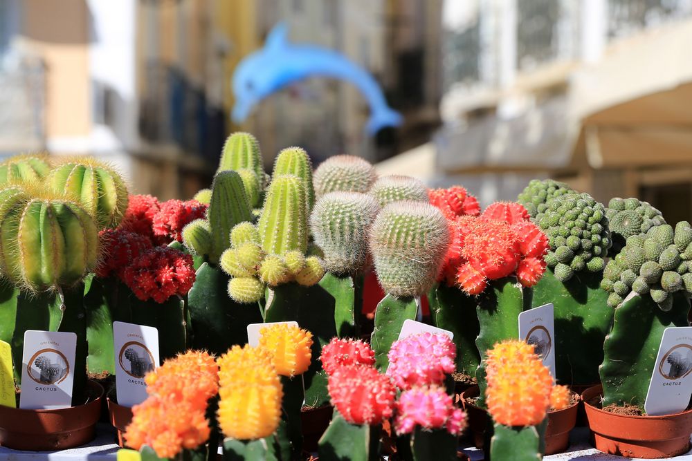 Festa da Flor - inauguração