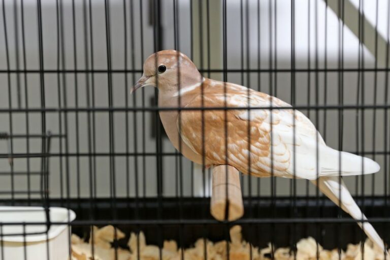 Internacional Sado - exposição de aves exóticas