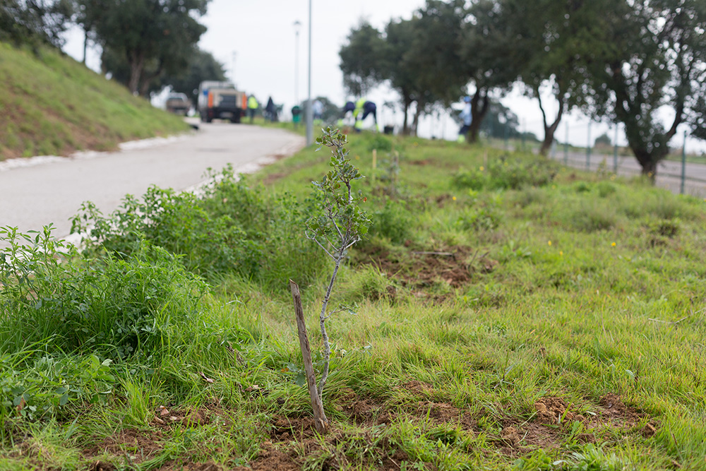 Dia da Floresta Autóctone - Plantação de Árvores