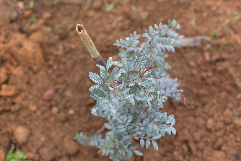 Dia da Floresta Autóctone - Plantação de Árvores