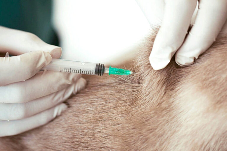 Vacinação antirrábica