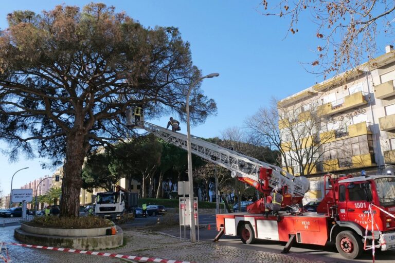 Abate de árvore na Av. Rodrigues Manito3
