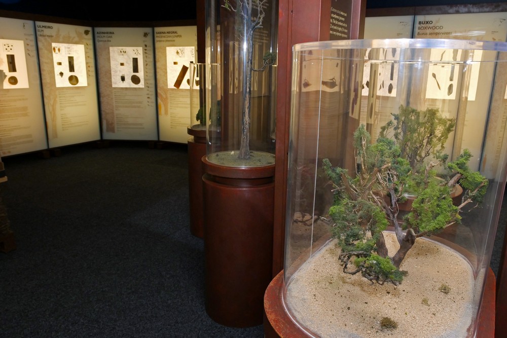 A Floresta Muito Mais do Que Madeira - exposição - Largo José Afonso