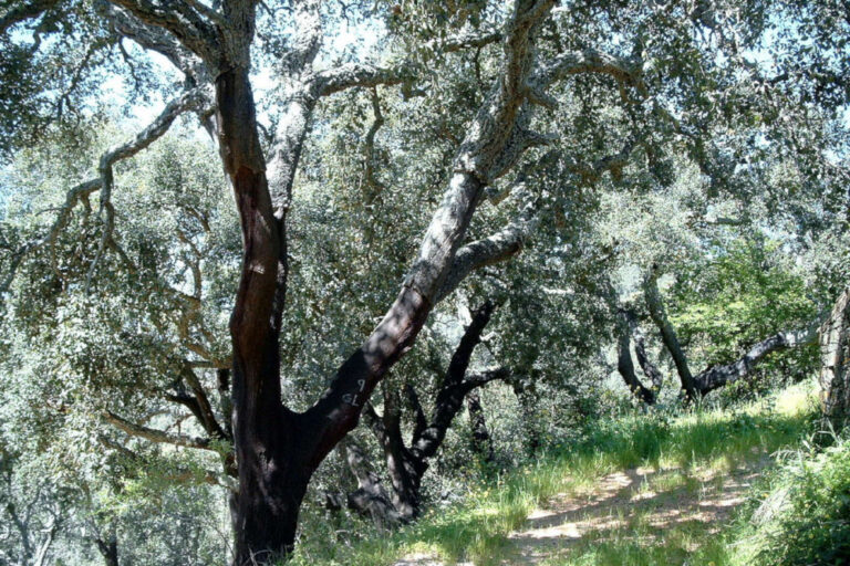 Conferência A importância do Bosque Ibérico