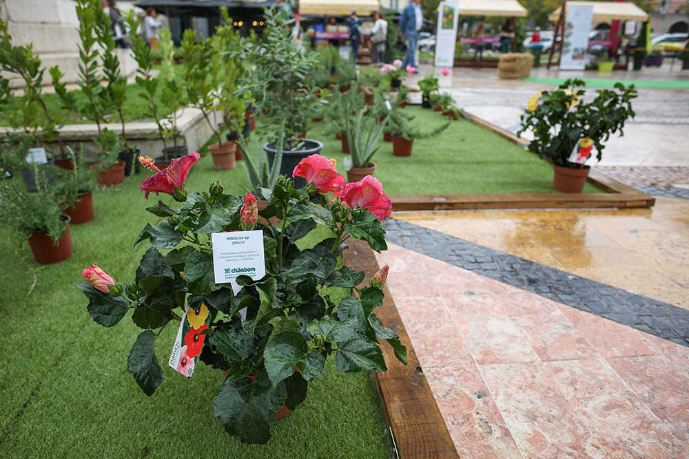 Festa da Flor - Feira, Animação e Construção (6)