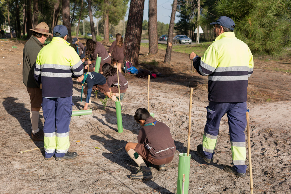 Plantação de árvores Pinhal de Negreiros