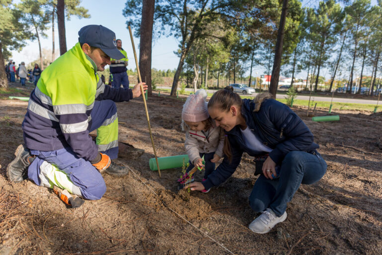 Plantação de árvores Pinhal de Negreiros