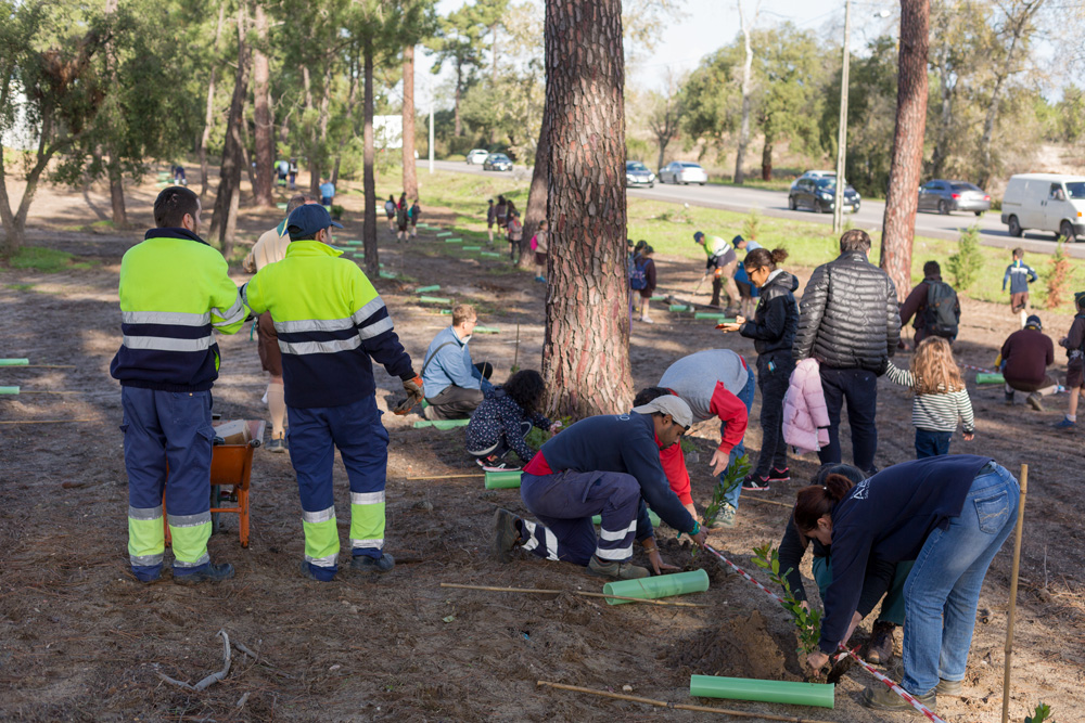 Plantação de árvores Pinhal de Negreiros