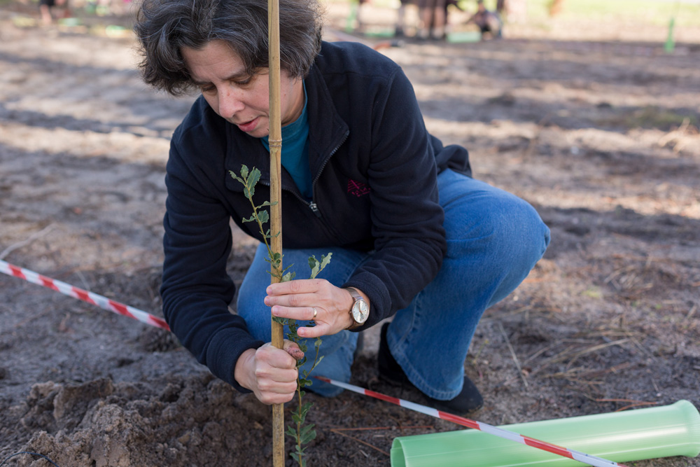 Plantação de árvores Pinhal de Negreiros