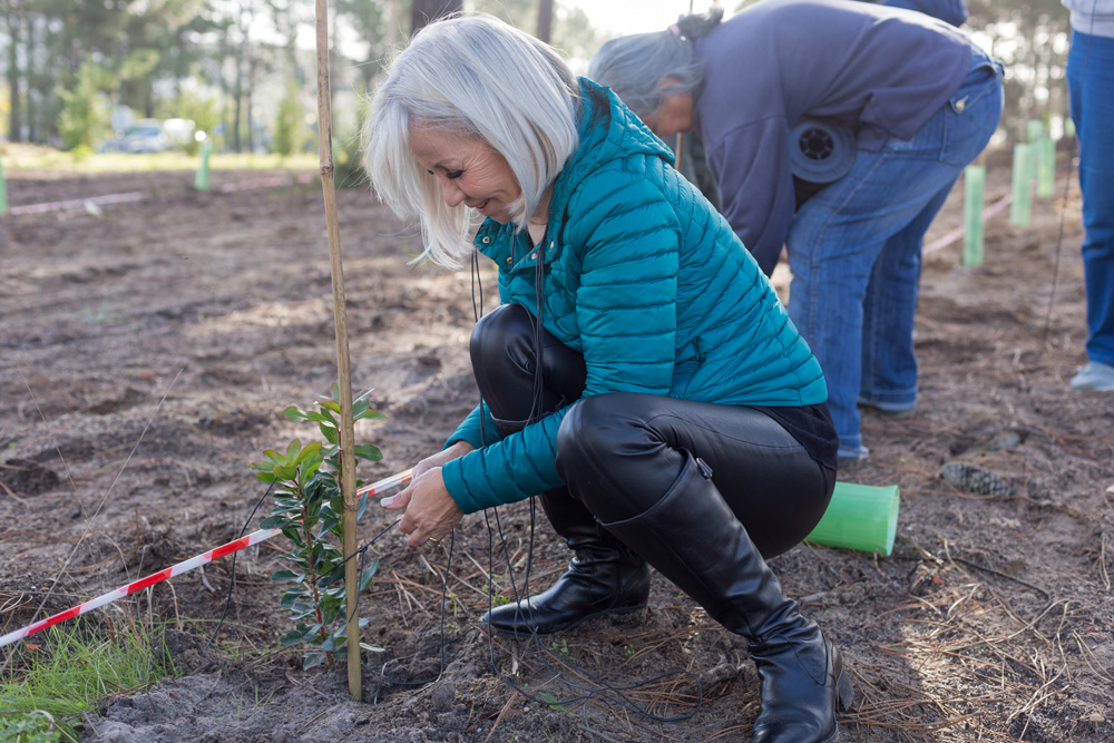 Plantação de árvores Pinhal de Negreiros