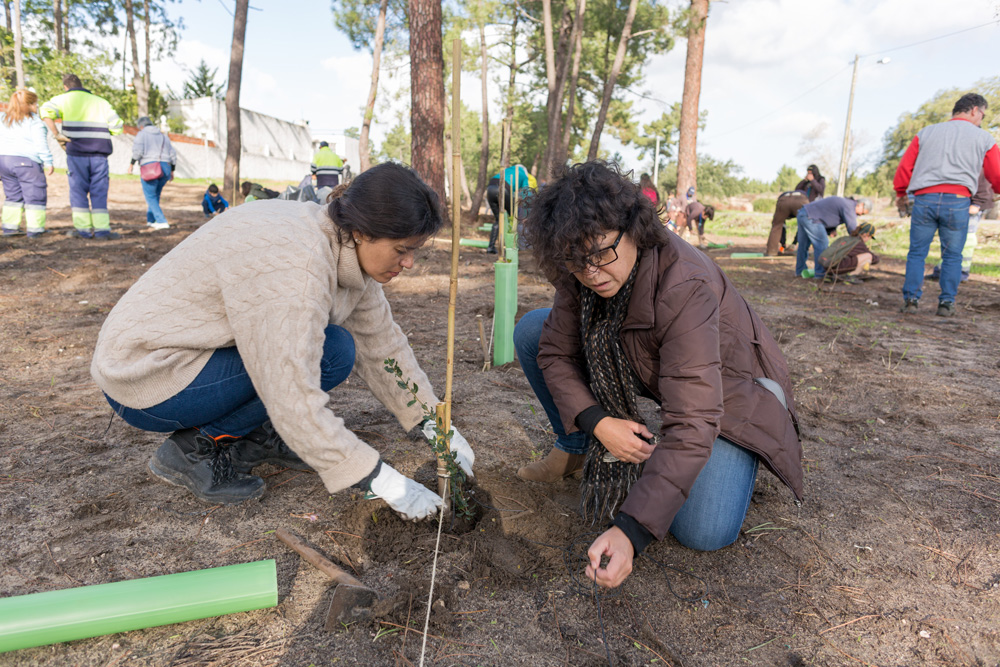 Plantação de árvores Pinhal de Negreiros