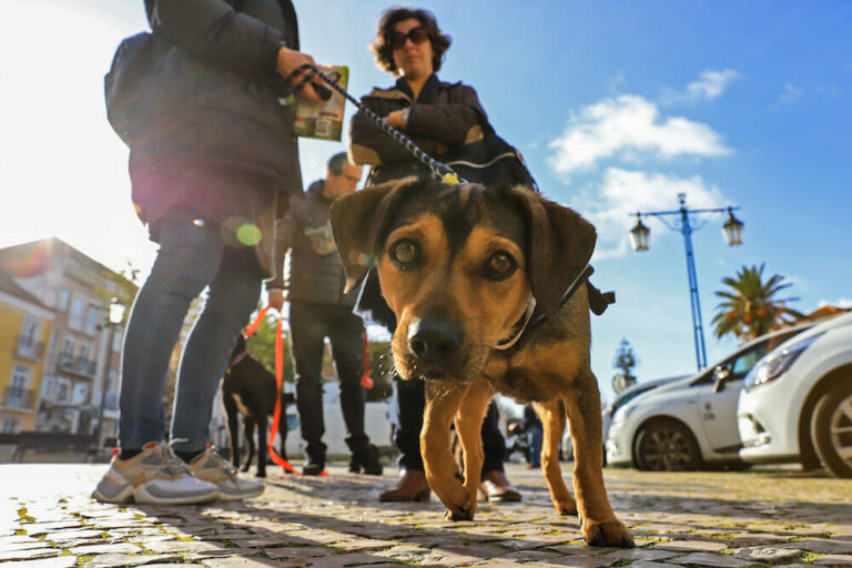 Passeio com cães canil