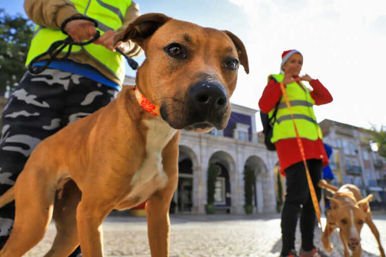Passeio com cães canil CROAC 2019