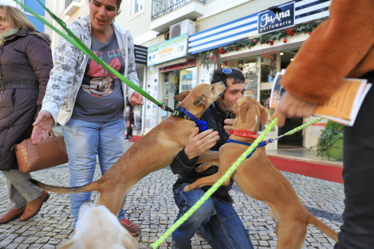 Passeio com cães canil CROAC 2019_18