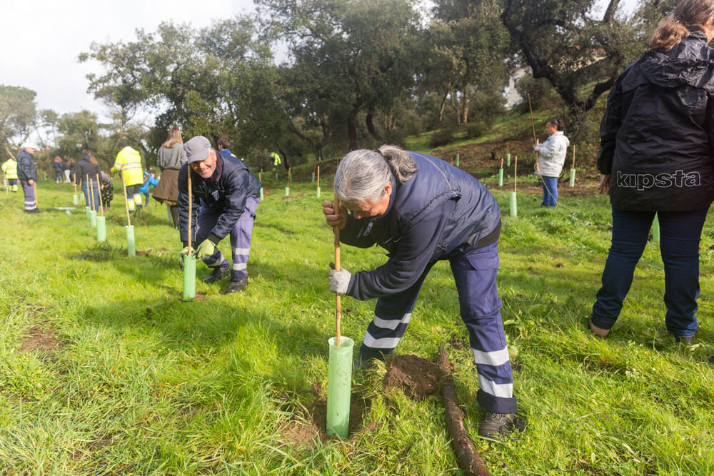 Plantação de árvores - Pinhal de Negreiros
