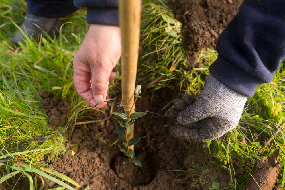 Plantação de árvores - Pinhal de Negreiros