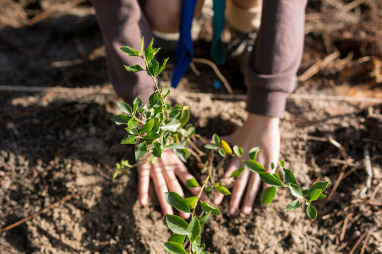 Plantação de árvores Pinhal de Negreiros