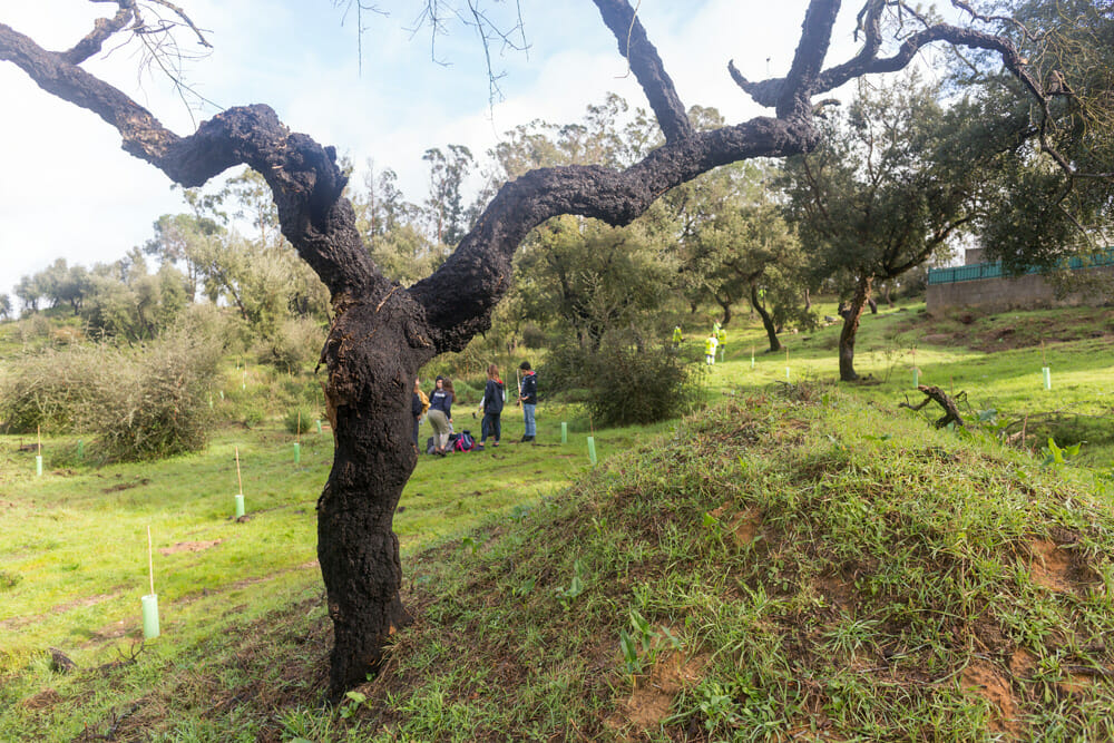 Plantação de árvores - Pinhal de Negreiros