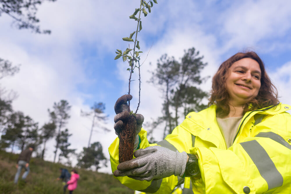 Plantação de árvores - Pinhal de Negreiros