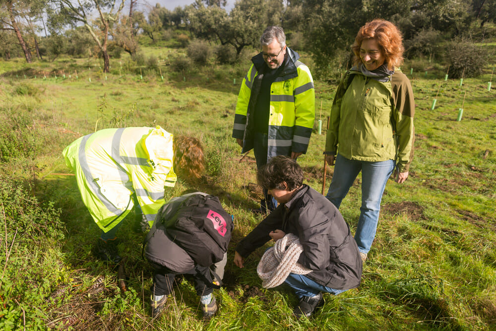 Plantação de árvores - Pinhal de Negreiros