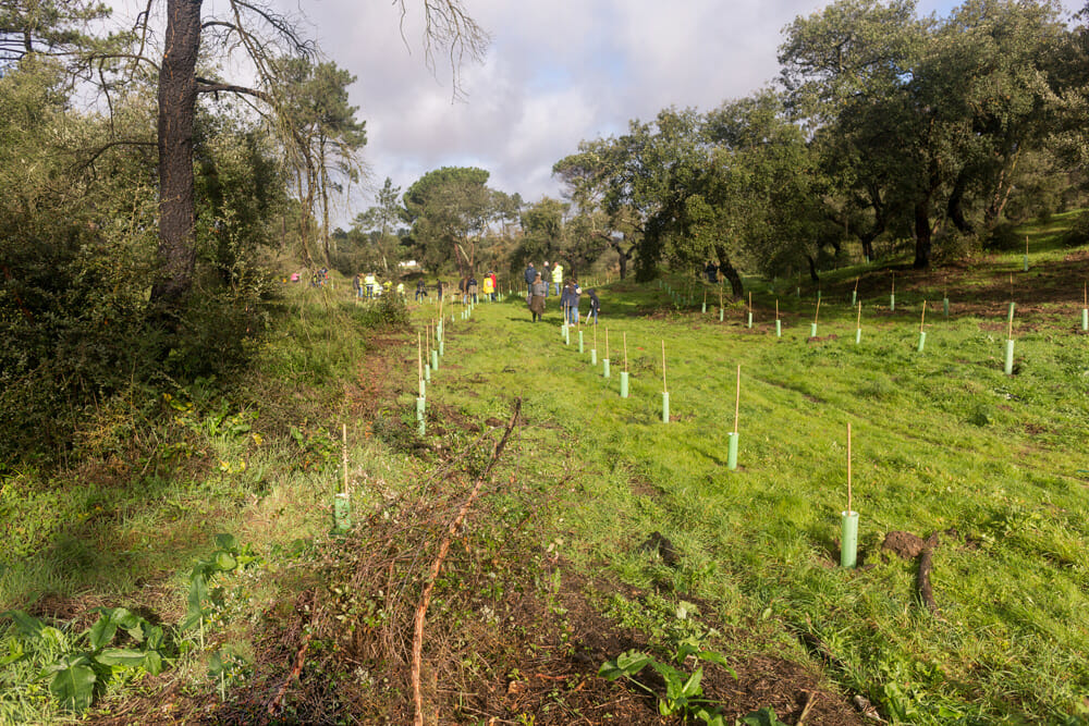 Plantação de árvores - Pinhal de Negreiros