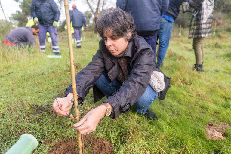 Plantação de árvores - Pinhal de Negreiros