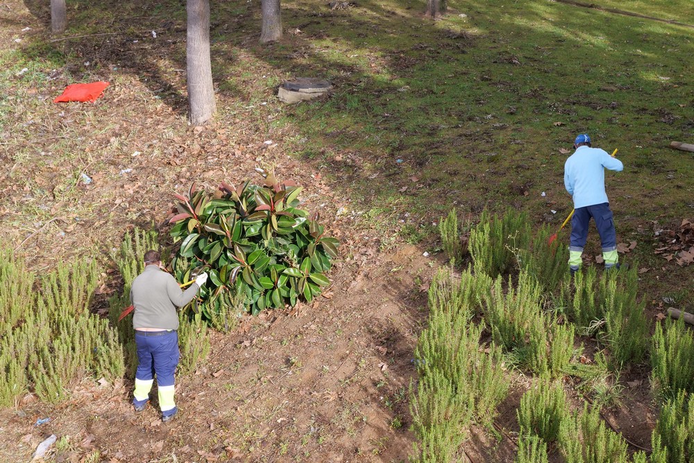 Coronavírus Covid-19 | desmatação e limpeza de taludes