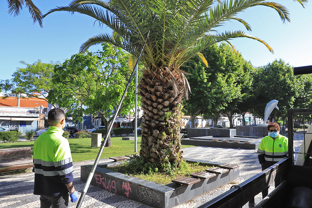 Av_Luisa_Todi_Tratamento_Palmeiras_Espaços_Verdes_2020