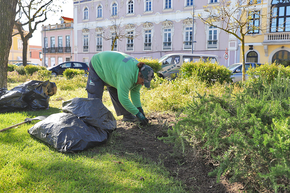 Av_Luisa_Todi_Tratamento_Palmeiras_Espaços_Verdes_2020