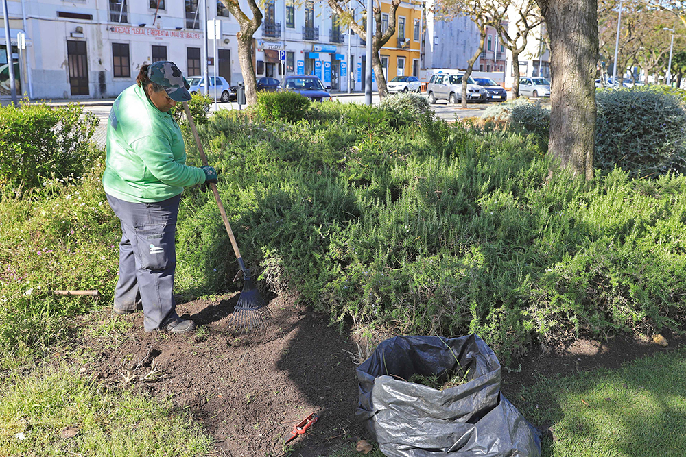 Av_Luisa_Todi_Tratamento_Palmeiras_Espaços_Verdes_2020