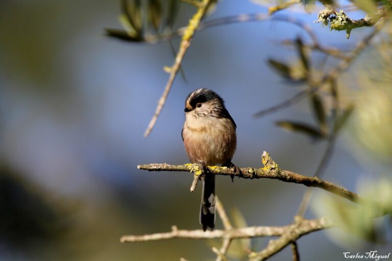 Exposição | Aves: Montado e Sapal da Mourisca