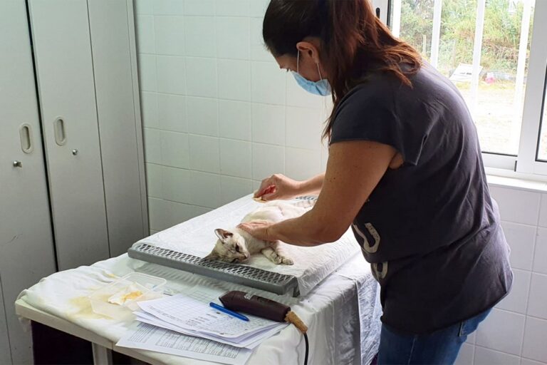 Dia Mundial dos Animais - esterilização de gatos
