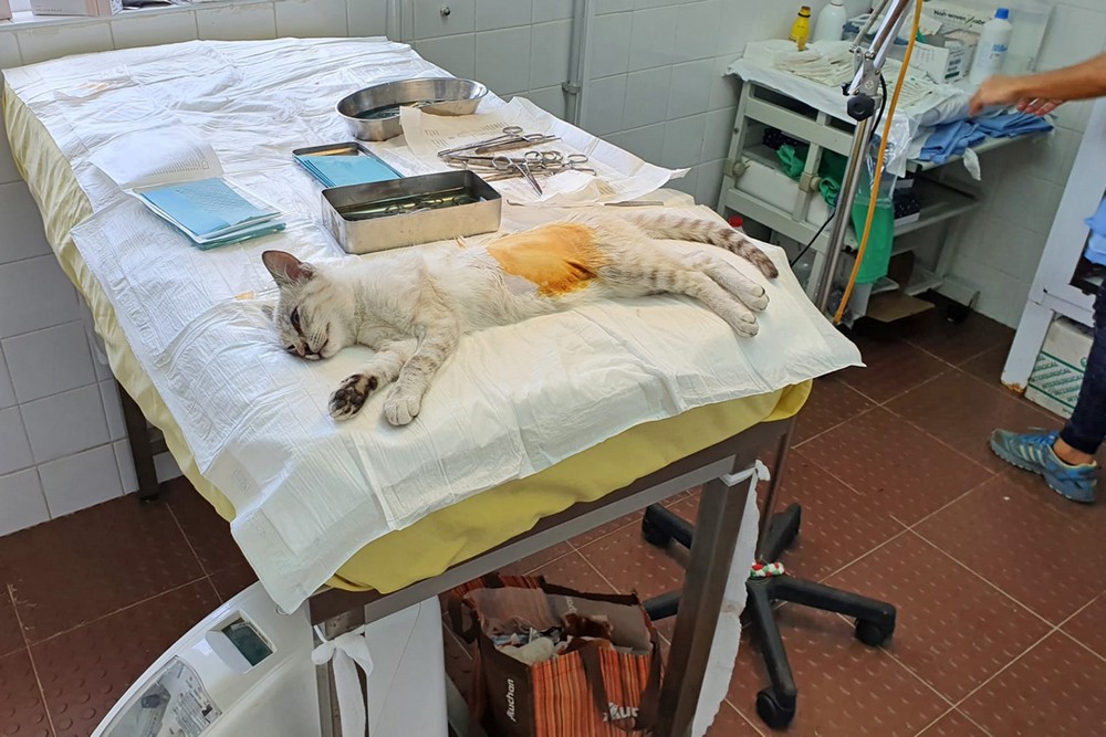 Esterilização de gatos