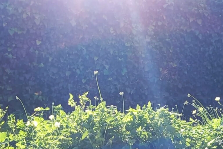 Pedro Tinôco | Festival A Colina