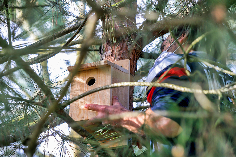 Montagem_Ninhos_Herdade_Mourisca_2021 (11)