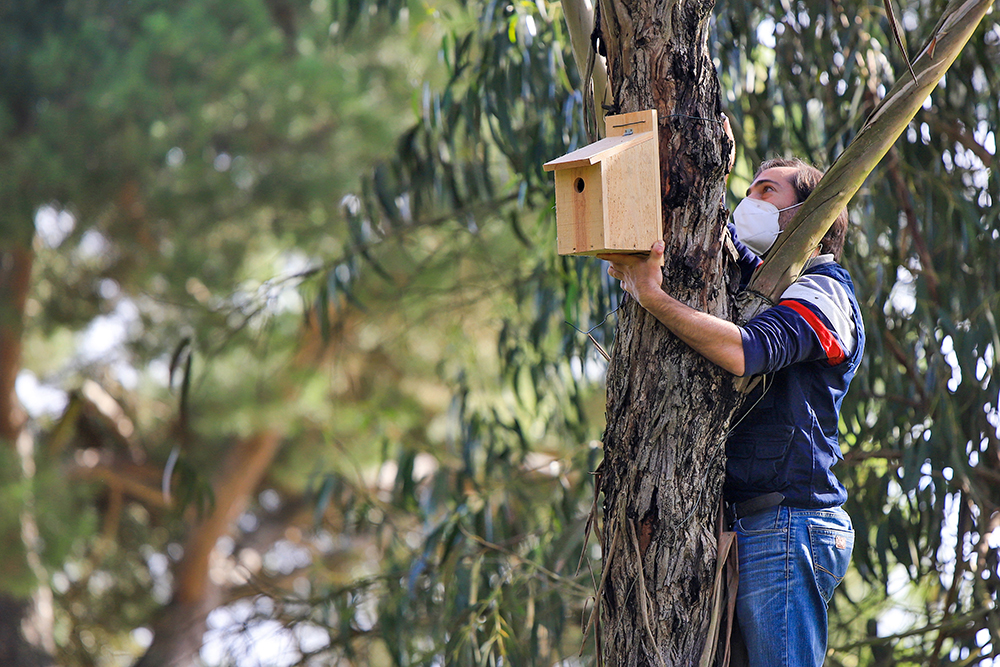 Instalação de caixas-ninho - Herdade da Mourisca - observação de aves