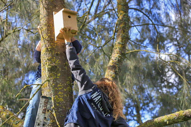 Instalação de caixas-ninho - Herdade da Mourisca - observação de aves