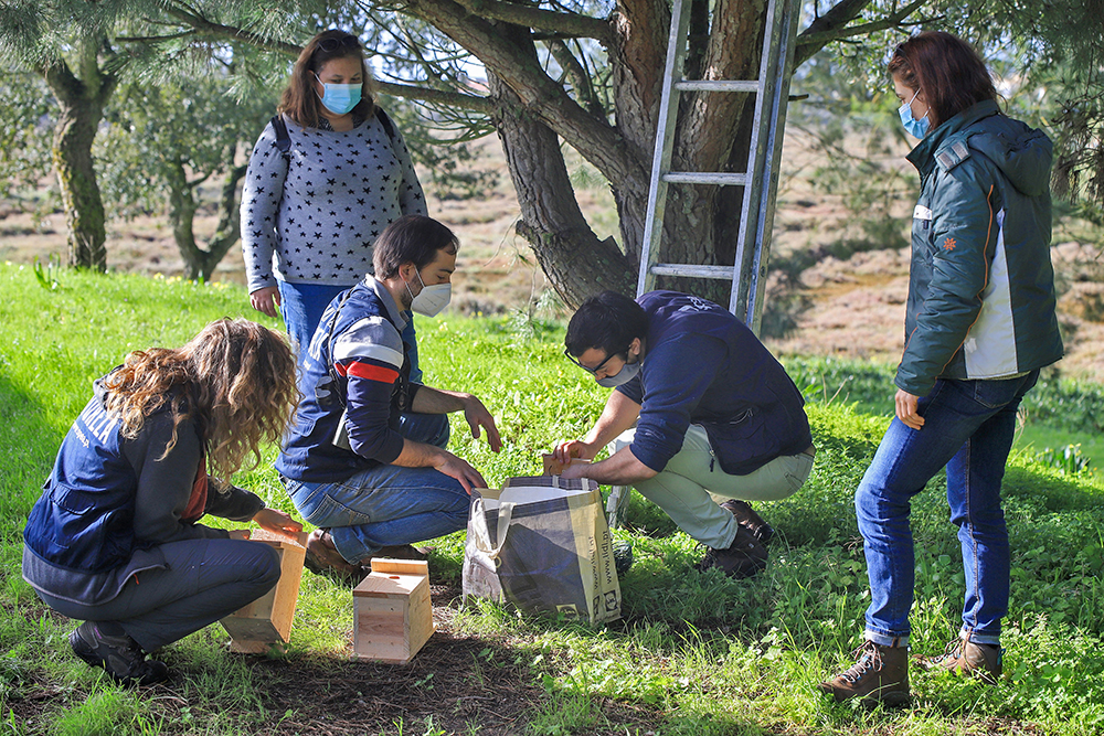 Instalação de caixas-ninho - Herdade da Mourisca - observação de aves
