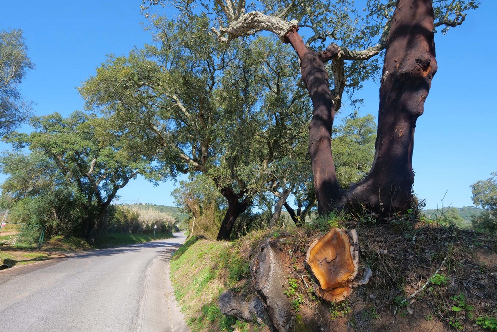 Desmatação e limpeza de terrenos florestais