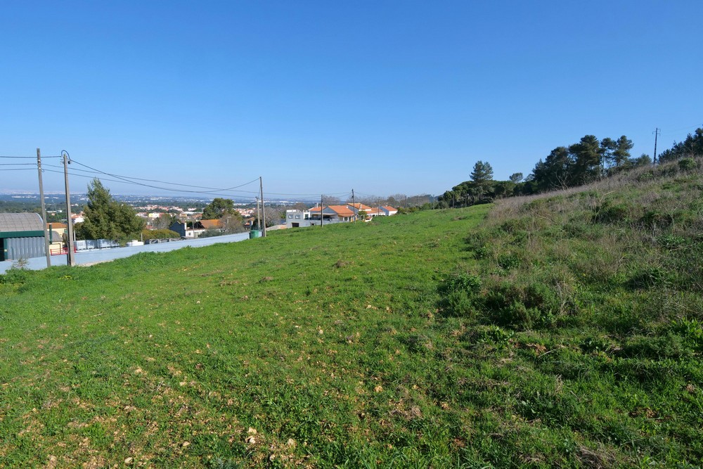 Desmatação e limpeza de terrenos florestais