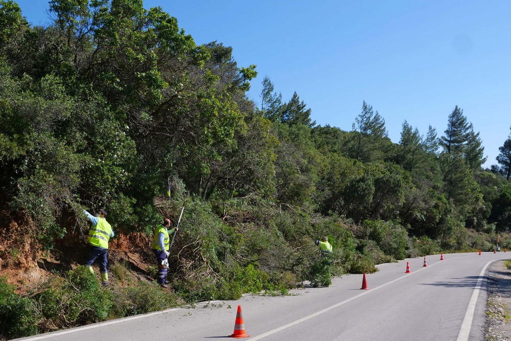 Desmatação e limpeza de terrenos florestais