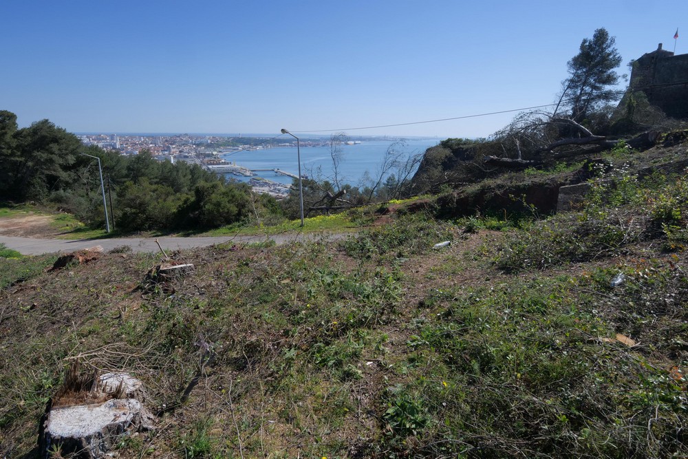 Desmatação e limpeza de terrenos florestais