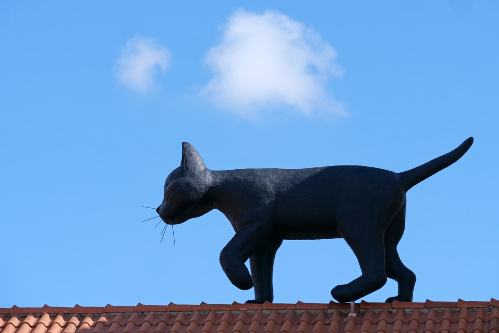 Casa do Turismo | 'O Gato e o Vento'