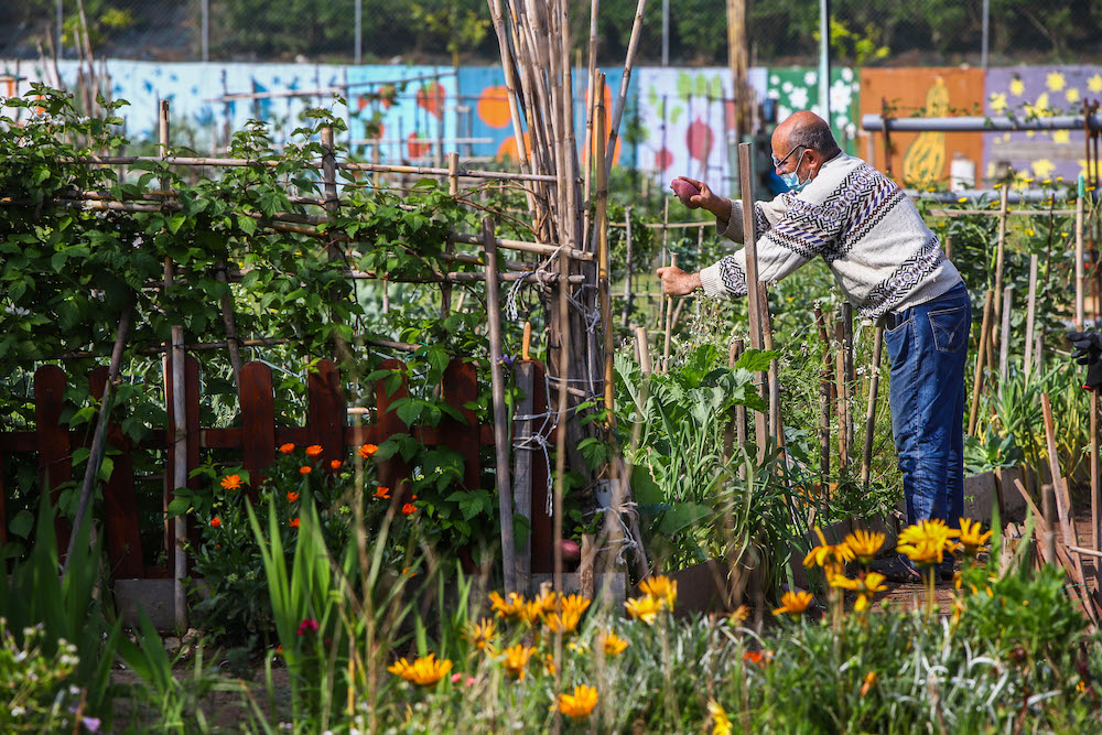 Hortas Urbanas Municipais das Amoreiras