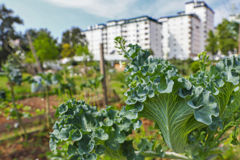 Hortas Urbanas Municipais das Amoreiras