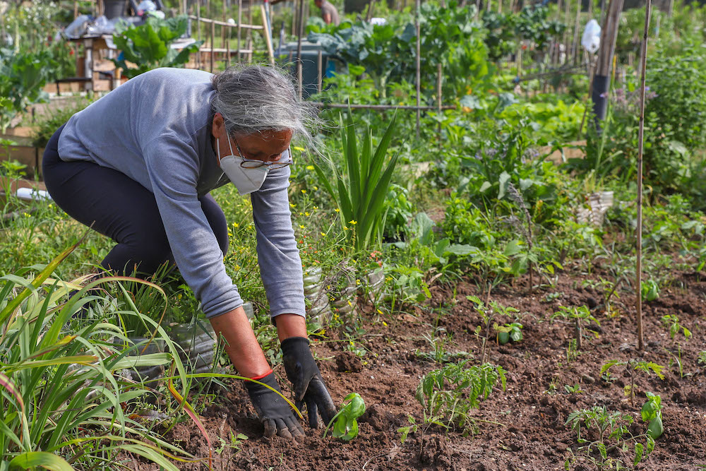 Hortas Urbanas Municipais das Amoreiras