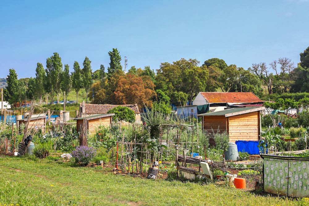 Hortas Urbanas Municipais das Amoreiras