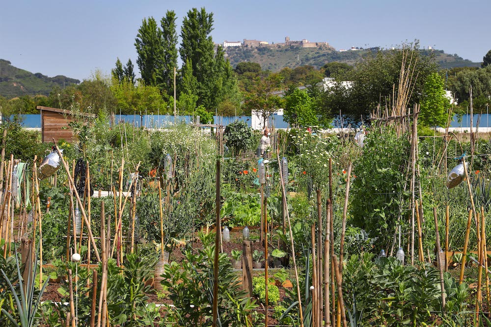Hortas Urbanas Municipais das Amoreiras